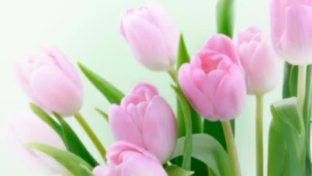 Achtergrond overgang met wazig roze tulpen bloemen — Stockvideo