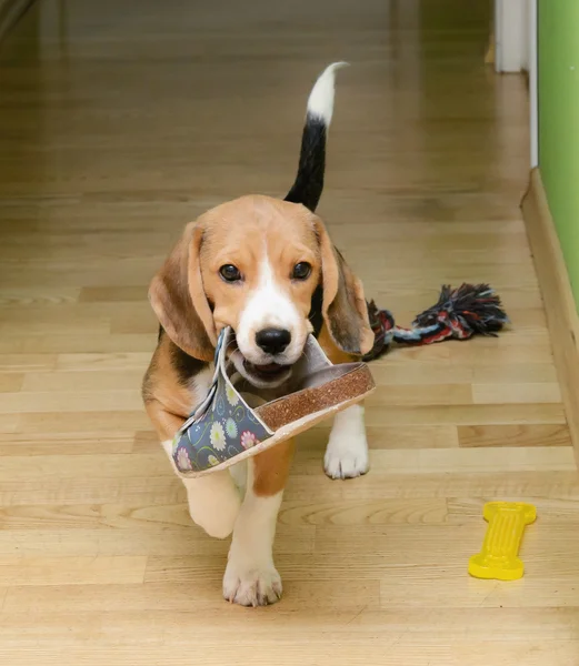 Beagle cão carrega chinelos — Fotografia de Stock