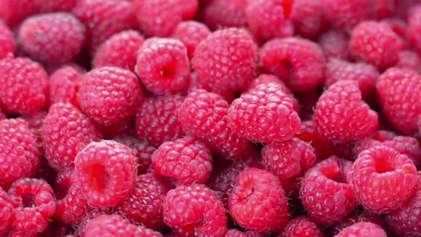 Raspberries fruit background — Stock Video