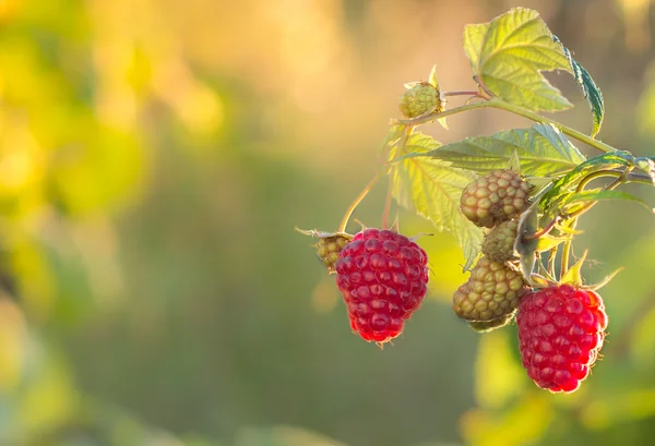 Zmeură. Creșterea boabelor organice se apropie. Zmeură coaptă în grădina de fructe — Fotografie, imagine de stoc