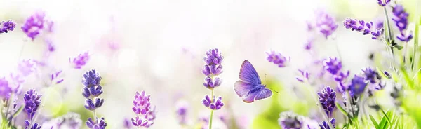 Fialový kvetoucí levandule a létající motýl v panorama přírody. — Stock fotografie