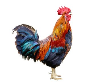 Colorful Rooster isolated on white background clipart