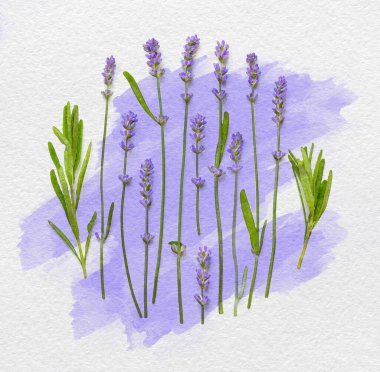 Beyaz desenli kağıt üzerinde suluboya lavanta çiçekleri