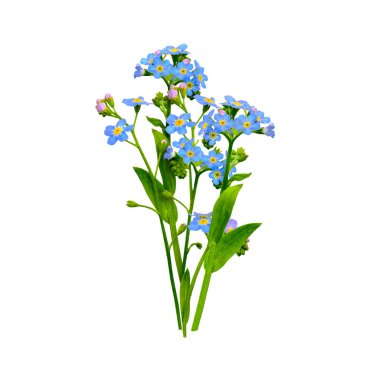 Unut beni, beyaz çiçekler değil.