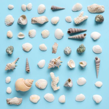 Pastel mavi arka planda deniz kabuğu ve mercan koleksiyonu. Üst Manzara. Düz yatıyordu