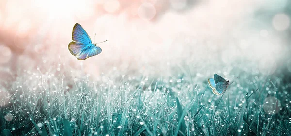 Létající motýli nad letní loukou. Ranní tráva s rosou — Stock fotografie