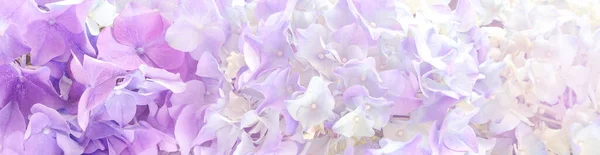 Beautiful purple hortensia Flowers banner or Background. — Zdjęcie stockowe