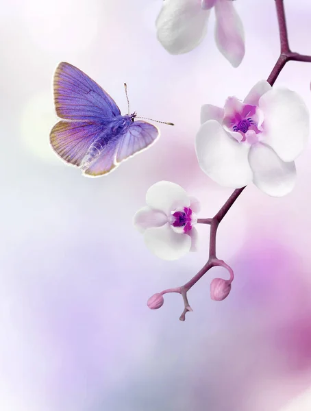 紫色的白色兰花 蝴蝶飞在紫色粉红模糊的背景 — 图库照片