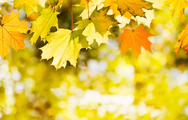 Baner Kolorowe Jesienne Liście Klonu Sezonie Jesiennym — Zdjęcie stockowe