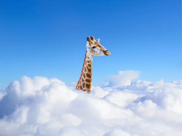 Смешной жираф над белыми облаками на голубом фоне неба — стоковое фото
