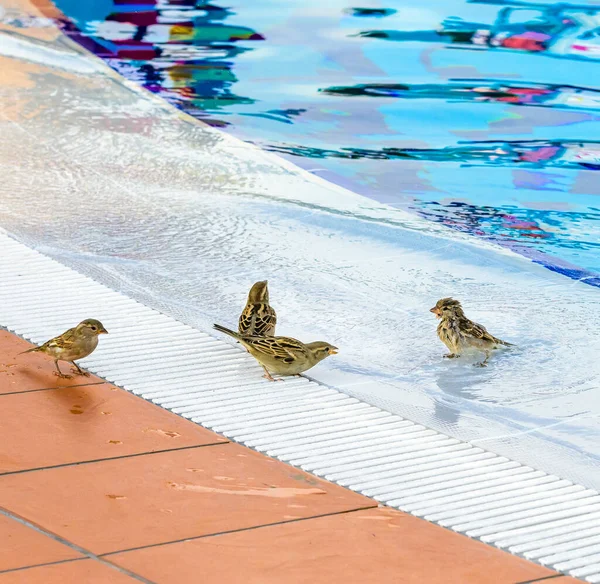 Pássaros salpicando ao redor da piscina exterior vazia no hotel deserto — Fotografia de Stock