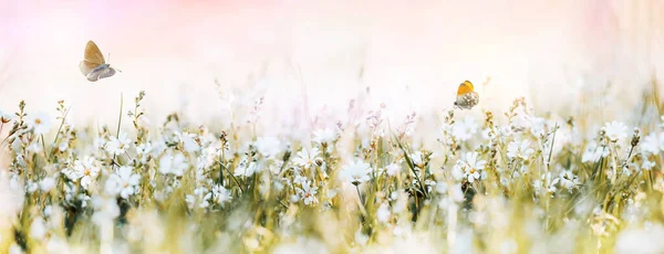 Wild soft flowers in the meadow and flying butterflies — Stock fotografie