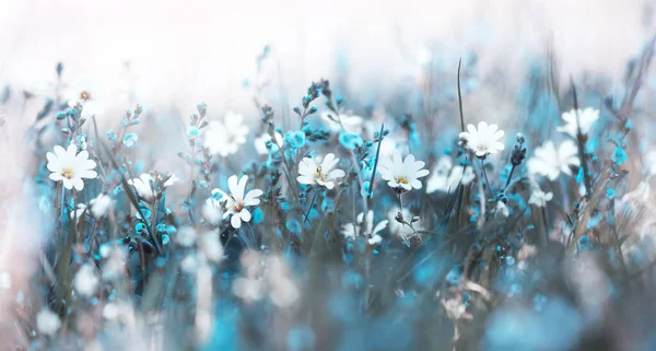 Misty morning in the meadow soft flowers background — 스톡 사진