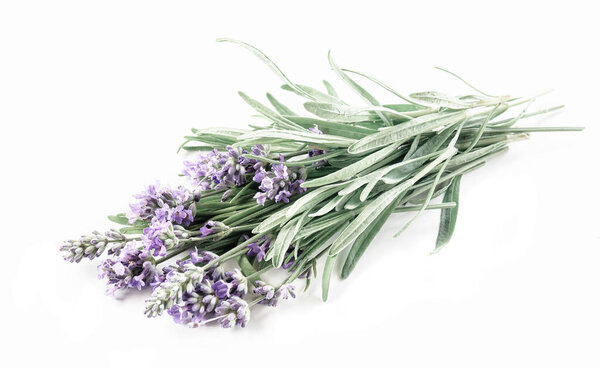Lavender bunch isolated on a white background
