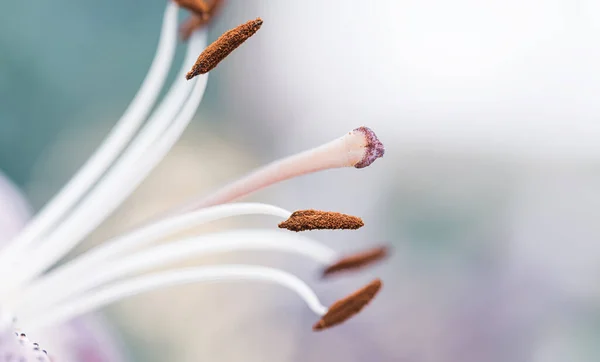 릴리가 핑크 색 배경을 가까이 서 꽃을 피웁니다. 복사 공간 — 스톡 사진