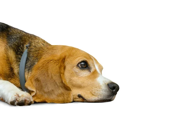 Beagle cane femmina isolato su uno sfondo bianco — Foto Stock