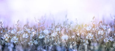 Çayırda güzel bir sabah Yumuşak çiçekler arka planda