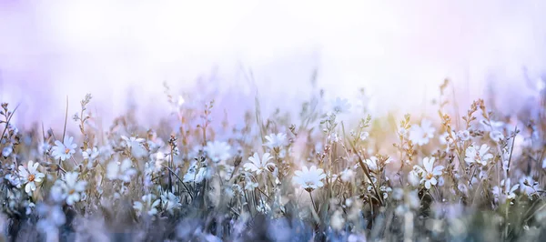 Krásné ráno na louce měkké květiny na pozadí — Stock fotografie