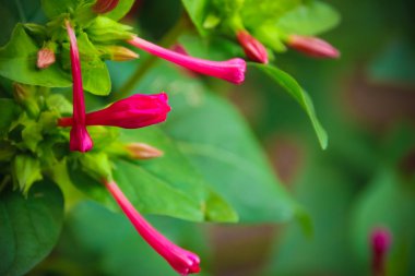 Mirabilis jalapa çiçek