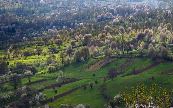 Bahar alanları — Stok fotoğraf