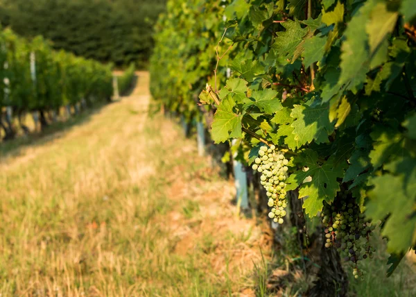 Koruk Villany içinde