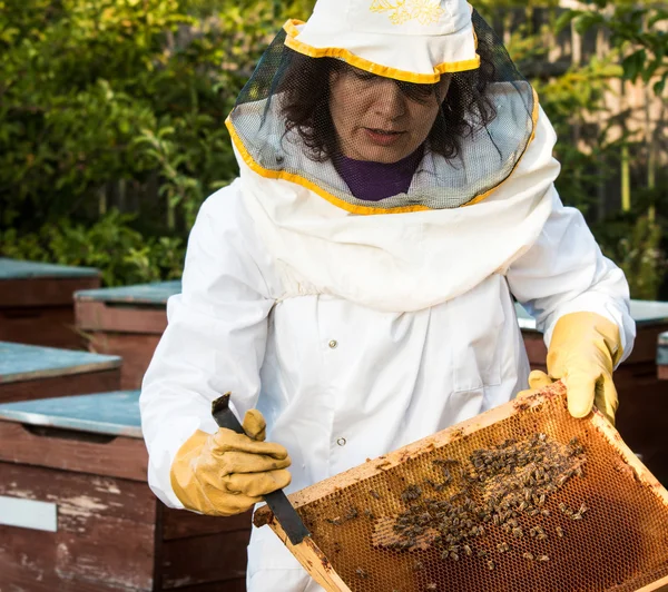 Apicoltore al lavoro — Foto Stock