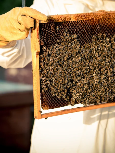 Marco apícola con abejas — Foto de Stock