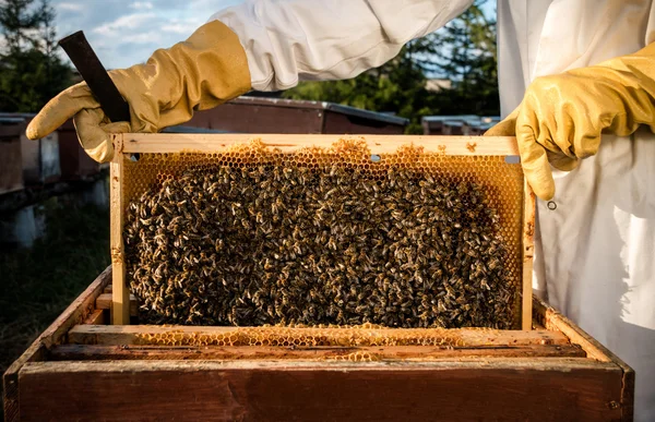 Rahmen mit Bienen — Stockfoto