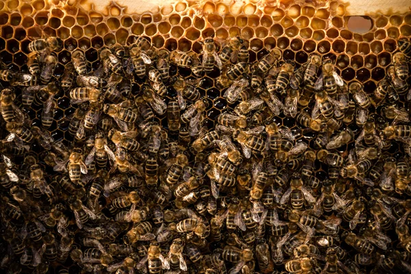 Grupo de abelhas trabalhadoras — Fotografia de Stock