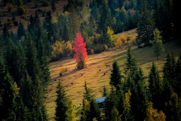 Autumn on the hill — Stock Photo, Image