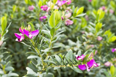 poligala myrtifolia çiçekleri