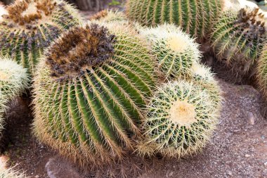 echinocactus grusonii kaktüs