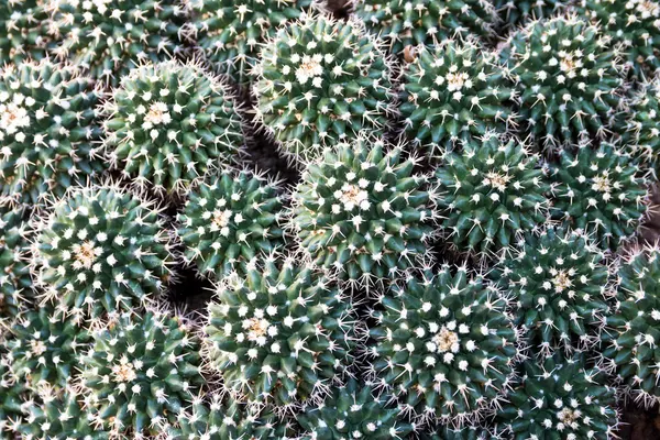 Mammillaria petersonii cactus — Foto de Stock