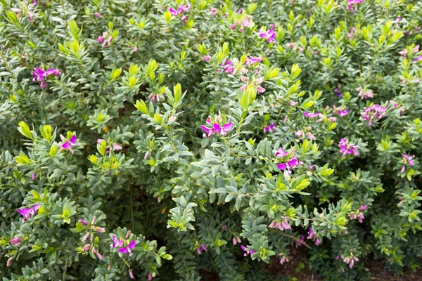 Polygala myrtifolia bitki