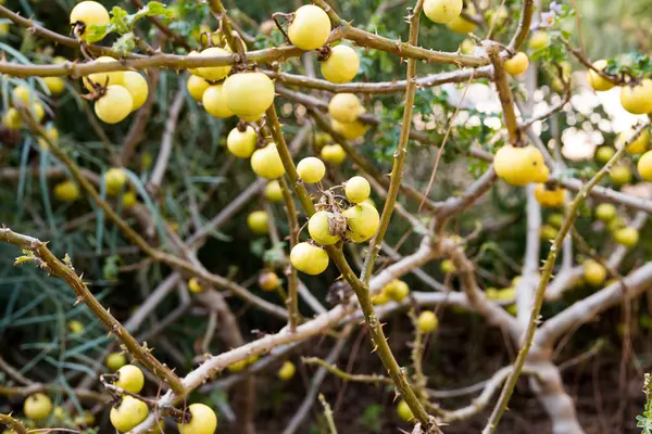 Solanum linnaeanum plant — Stock Photo, Image