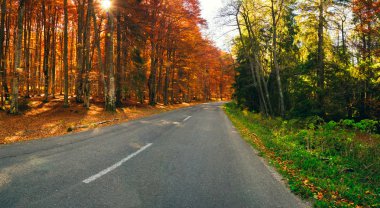 Turuncu ve yeşil orman