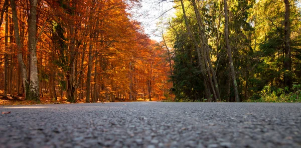 Turuncu ve yeşil orman