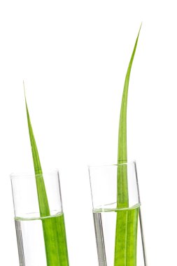 Biyoteknoloji araştırma. Deneme geçiren laboratuvarda büyüyen fide