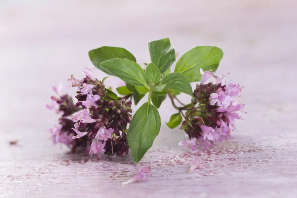 Gren av oregano — Stockfoto