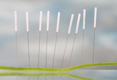 Accupuncture Nasturnium kök yaprak