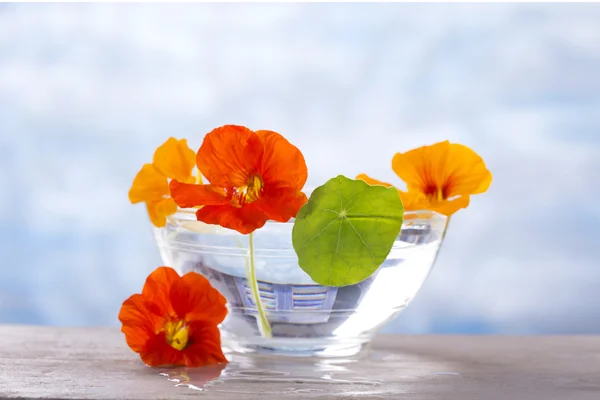 Bitki çayı, nasturtiums kaynatma — Stok fotoğraf