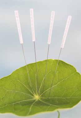 Accupuncture Nasturnium yaprak