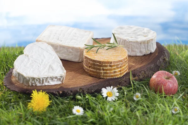 Spezialität Käse aus der Normandie Frankreich — Stockfoto