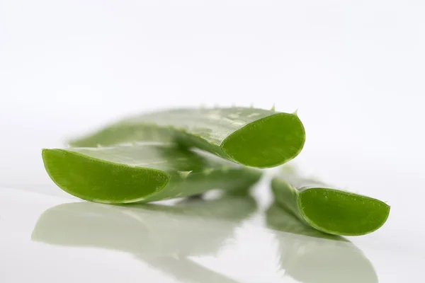 Taze aloe vera yaprağı — Stok fotoğraf