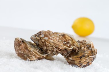 Raw fresh  Oysters clipart