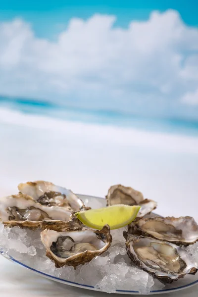 French appetizer oysters — Stock Photo, Image