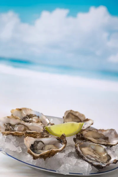 Französische Aperitif Austern — Stockfoto