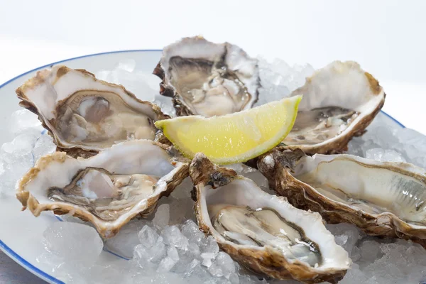 French appetizer oysters — Stock Photo, Image