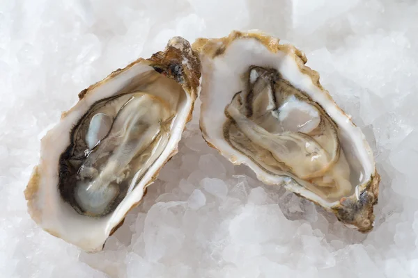 French appetizer oysters — Stock Photo, Image