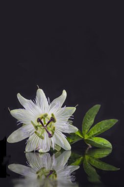 Exotic beautiful white carpel flower of Passiflora Foetida on black background clipart
